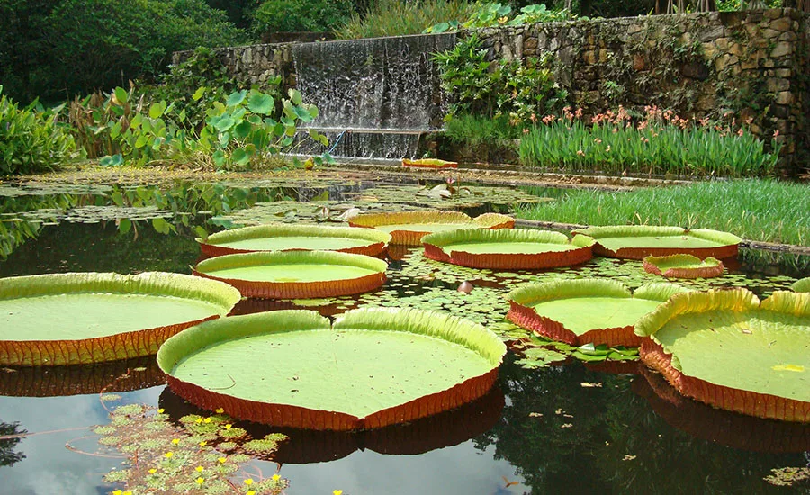 Roberto Burle Marx: Brazilian Modernist