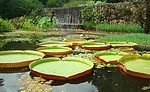 Roberto Burle Marx: Brazilian Modernist