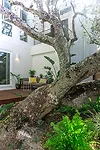 Live Oak House