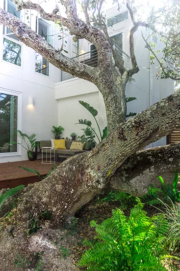Live Oak House
