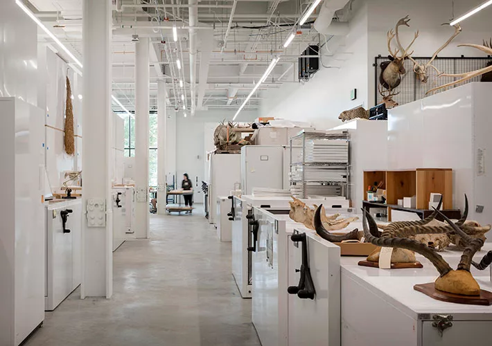 Burke Museum