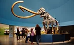 La Brea Tar Pits Weiss Manfredi
