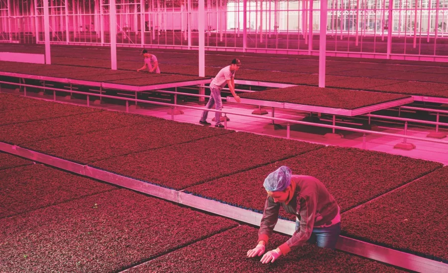 Countryside-the future