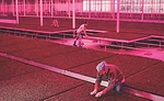 Countryside-the future