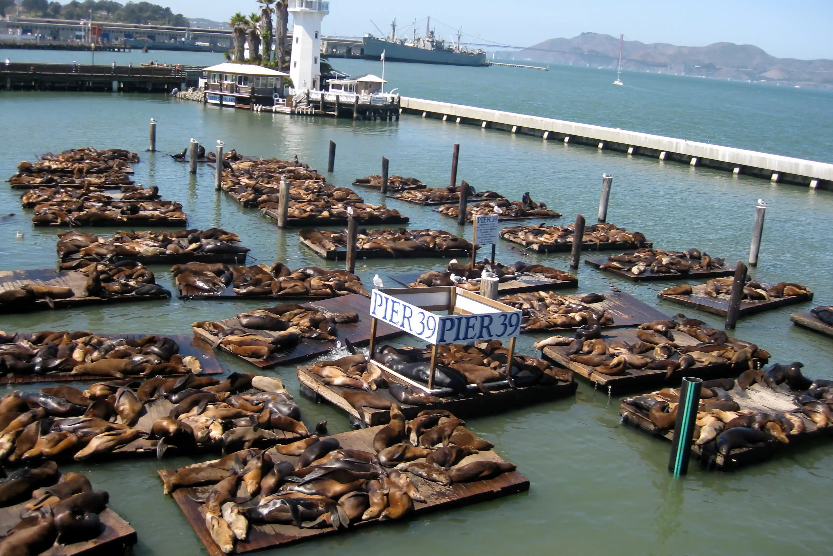 sea Lions Wharf San Francisco