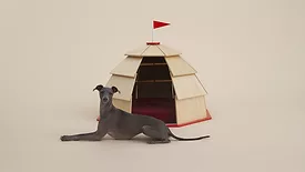 Architecture for Dogs.jpg
