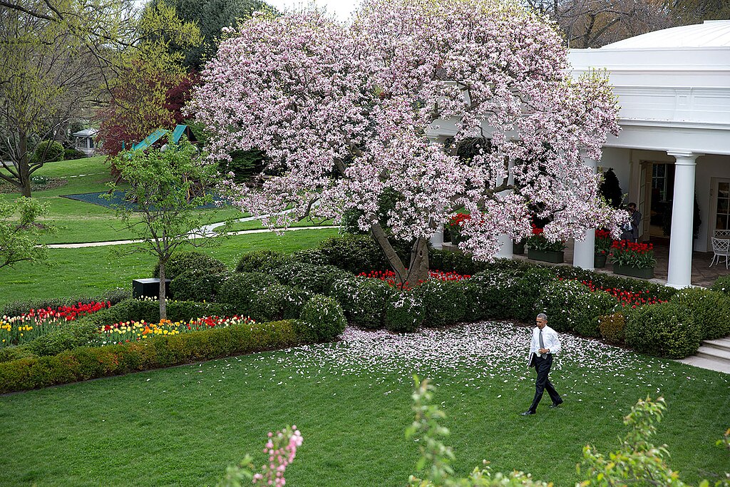 white house rose garden
