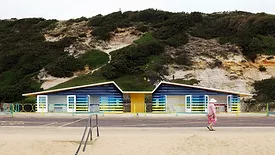 Seagull and the Windbreak