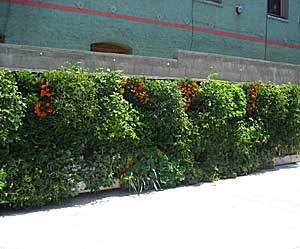 walls covered in food plants