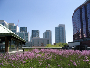 Green roof at Mountain Equipment Coop, in Toronto, Canada.